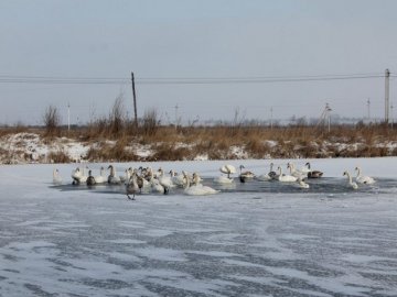 Лебеді на Волині опинилися у крижаній пастці