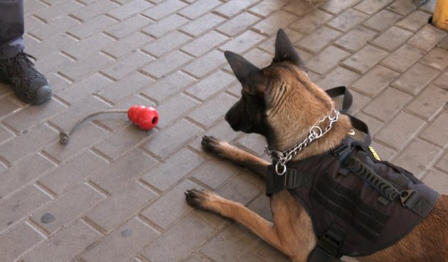 Як службові собаки допомагають шукати наркотики на волинському кордоні. ФОТО, ВІДЕО