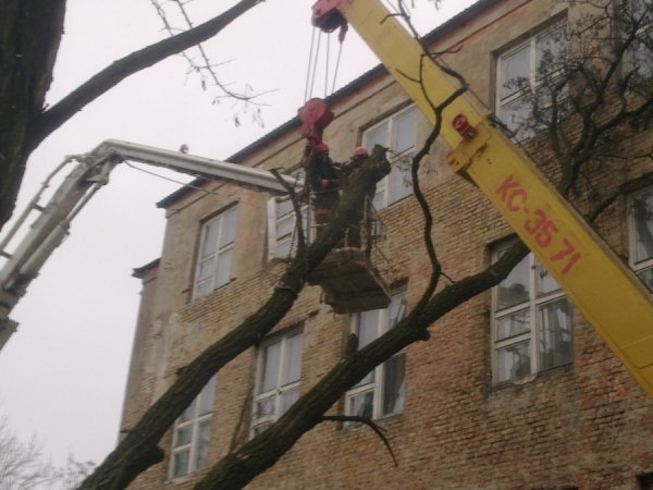 На Волині на школу впало 10-метрове дерево