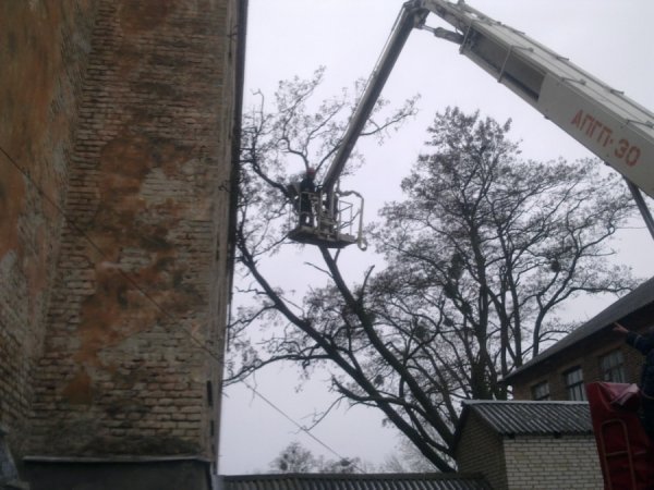 На Волині на школу впало 10-метрове дерево