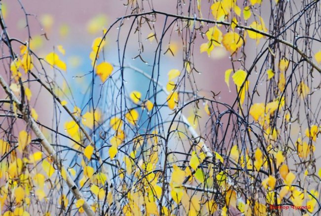 «Дідове літо» у Луцьку. ФОТО