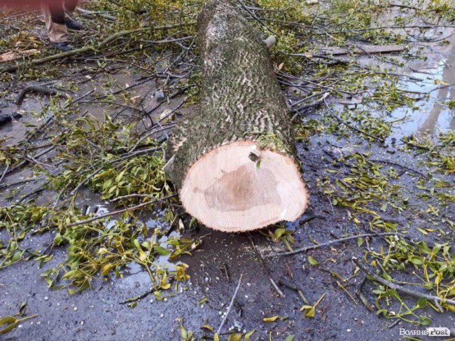 На Шопена у Луцьку зрубали здорові дерева: мешканці викликали на «допит» комунальників