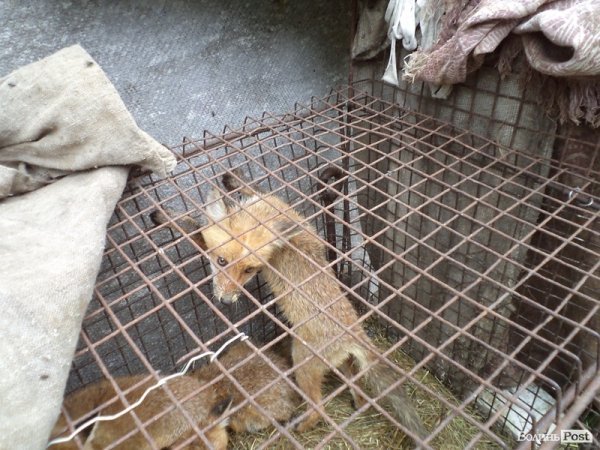 На подвір’ї у волинянина живуть шестеро лисиць. ФОТО. ВІДЕО