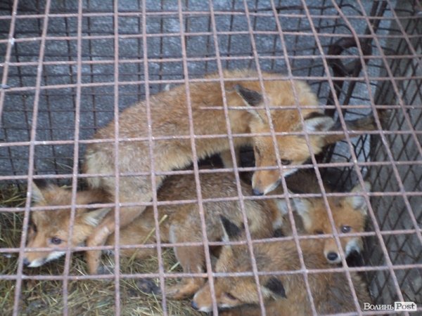 На подвір’ї у волинянина живуть шестеро лисиць. ФОТО. ВІДЕО