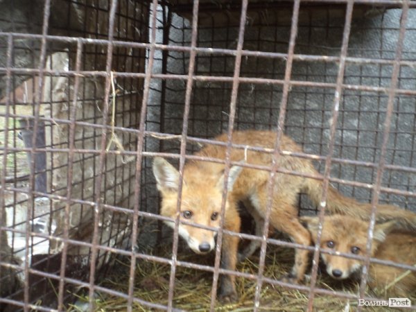 На подвір’ї у волинянина живуть шестеро лисиць. ФОТО. ВІДЕО
