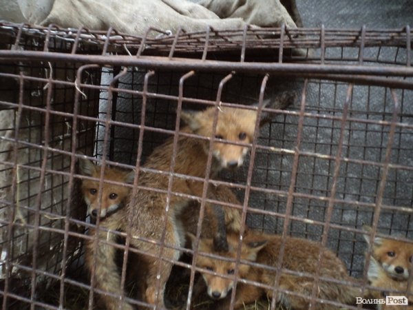 На подвір’ї у волинянина живуть шестеро лисиць. ФОТО. ВІДЕО