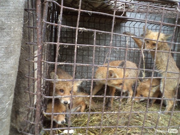 На подвір’ї у волинянина живуть шестеро лисиць. ФОТО. ВІДЕО