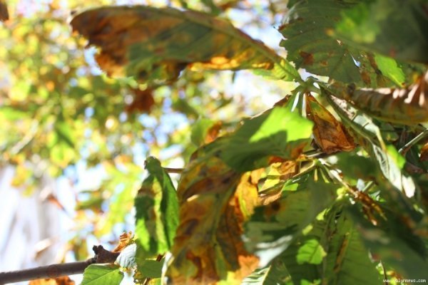 У Луцьку похворіли каштани. ФОТО