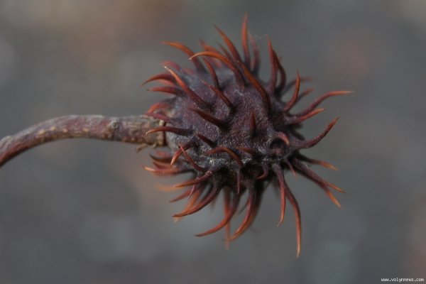 У Луцьку похворіли каштани. ФОТО