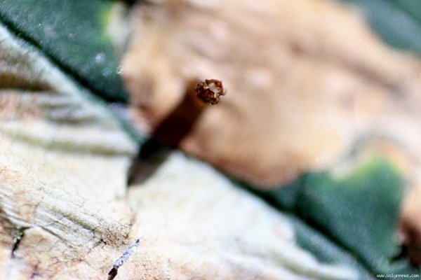 У Луцьку похворіли каштани. ФОТО