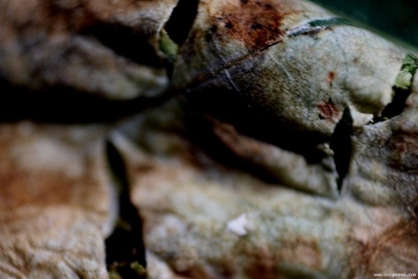 У Луцьку похворіли каштани. ФОТО