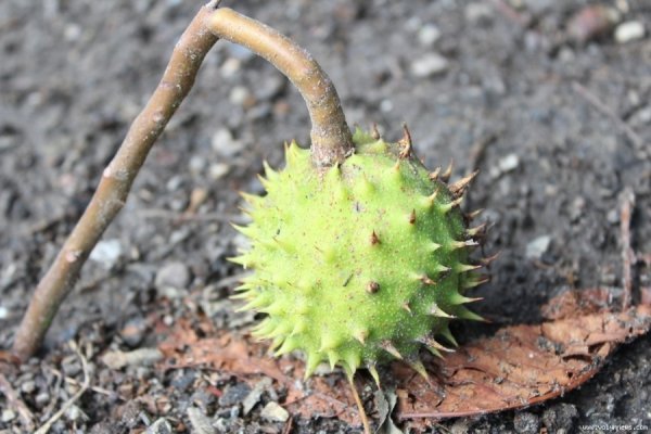У Луцьку похворіли каштани. ФОТО