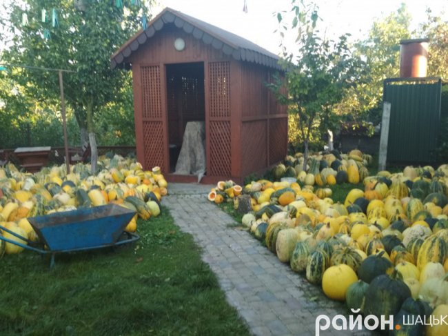 Рекордний урожай: у волинської родини все подвір’я встелене гарбузами