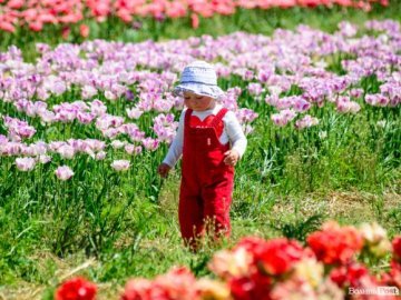 Про «Волинську Голландію» і висаджений ліс: добрі новини від ВолиньPost за 28 квітня 