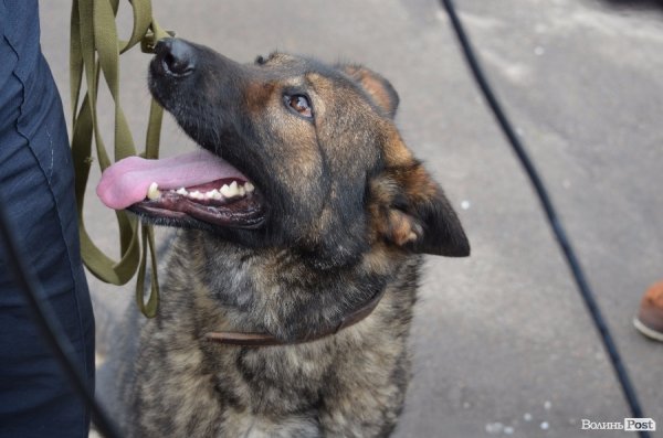 Як живуть та тренуються службові собаки. ФОТО
