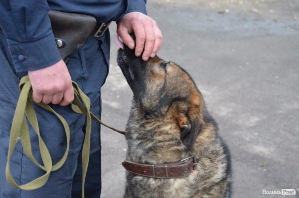 Як живуть та тренуються службові собаки. ФОТО