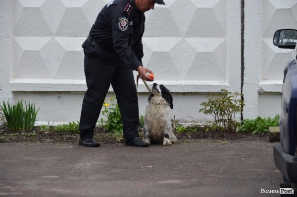 Цього спанієля звати Айдар