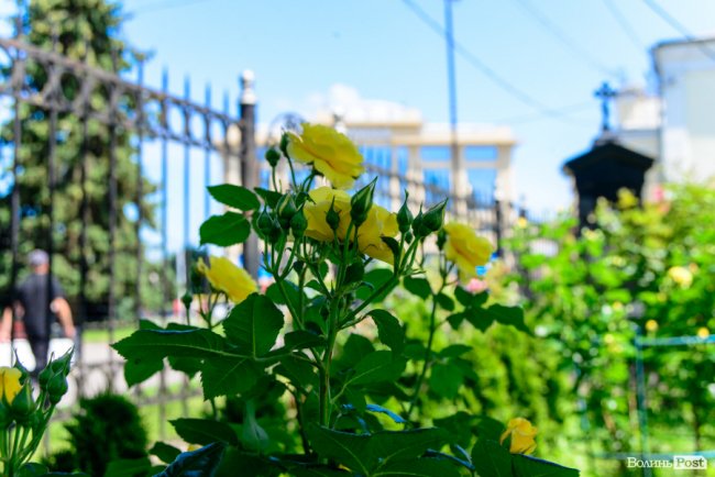 Літні пахощі: головний собор Луцька тоне в трояндах. ФОТОРЕПОРТАЖ