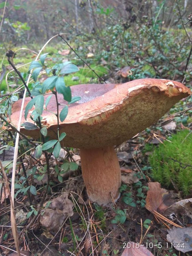 Троє луцьких фотографів похвалилися грибним уловом. ФОТО