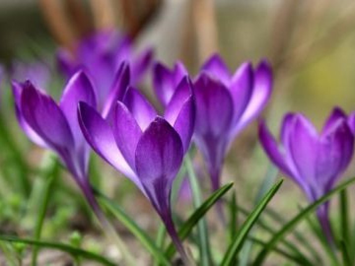  Якою буде погода у Луцьку та на Волині 22 березня