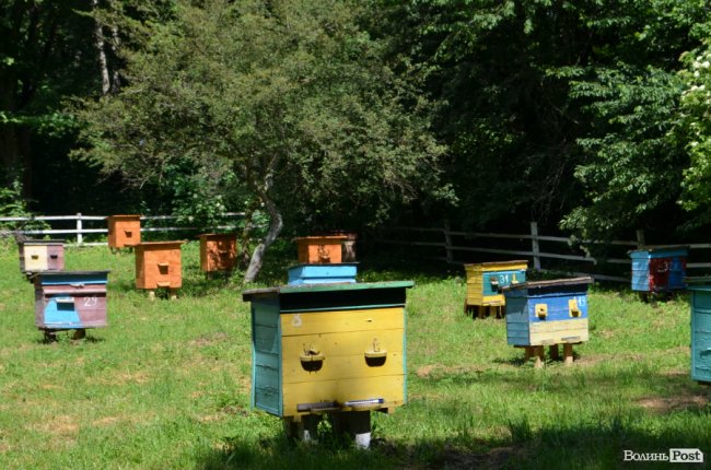 На Волині створили дендропарк з унікальними деревами