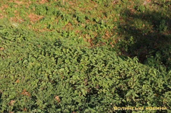 Чи безпечні атракціони у Центральному парку в Луцьку? ФОТО*