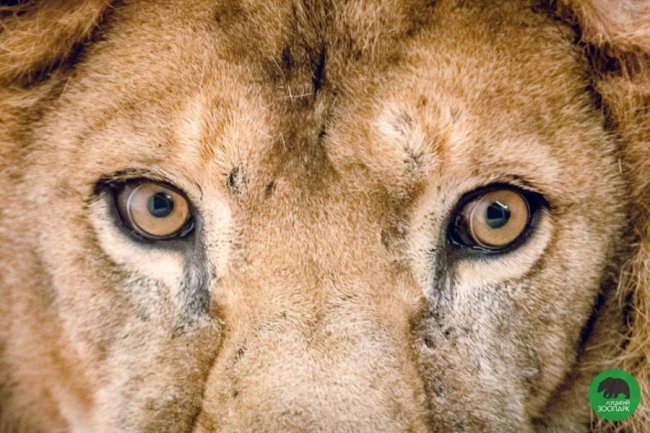 Звірята луцького зоопарку – в очікуванні весни. ФОТО