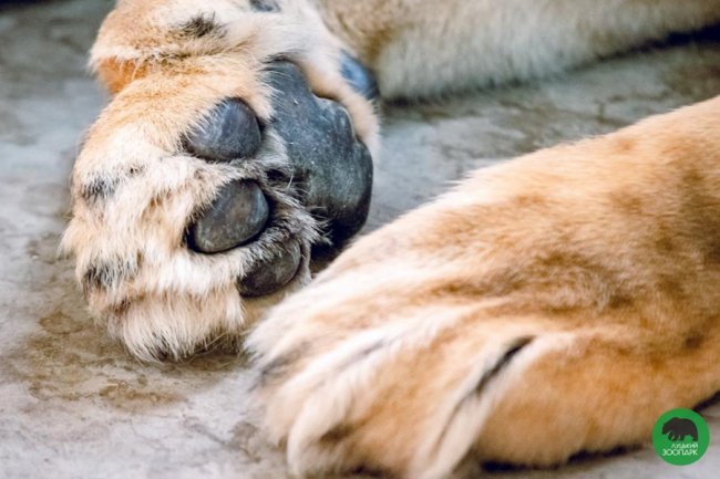 Звірята луцького зоопарку – в очікуванні весни. ФОТО