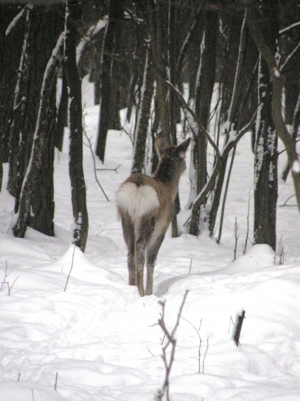 Фотовиставка Світлани Зозулі