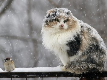 Погода в Луцьку та Волинській області на четвер, 3 січня