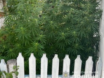 62-річній волинянці, у якої вилучили майже 50 кущів конопель, «світить» 3 роки тюрми 