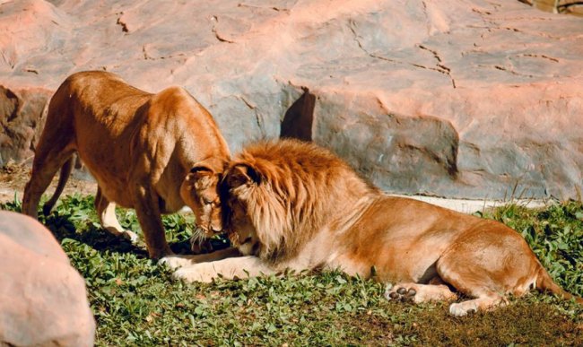 У луцькому зоопарку в День Валентина – акція для закоханих