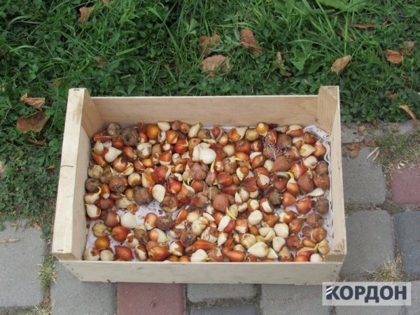 На Волині висадили квіти пам'яті на честь загиблих в АТО. ФОТО