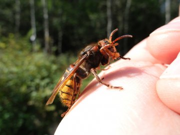 На Рівненщині лісівник помер від укусу шершня