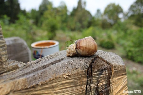 Комунальник прикрашає луцький парк за копійки. ФОТО