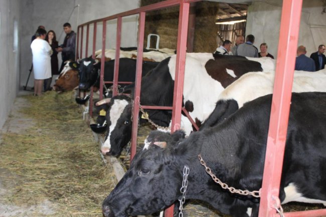 На Волині відкрили перші сімейні молочні ферми. ФОТО