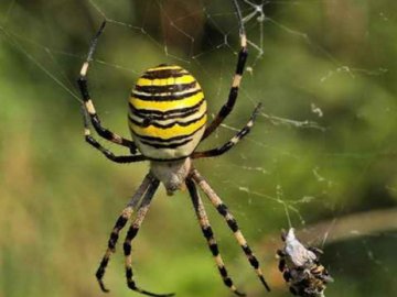На Волині 5-річний хлопчик знайшов на подвір'ї небезпечного павука