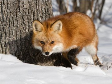 На Волині чоловіка покусала скажена лисиця 