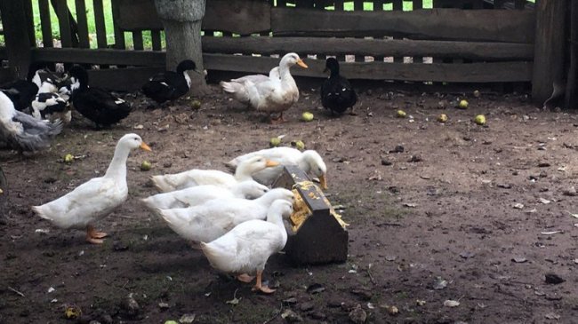 Вирощують у кожній родині: як живе «гарбузове» село на Волині. ВІДЕО