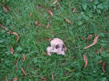 У місті на Волині посеред вулиці знайшли людський череп. ФОТО 