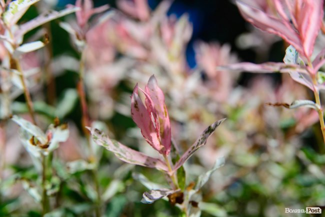 Літні пахощі: головний собор Луцька тоне в трояндах. ФОТОРЕПОРТАЖ