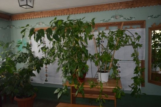 У Ковелі інформацію про партії на дільниці сховали «за кущами». ФОТО