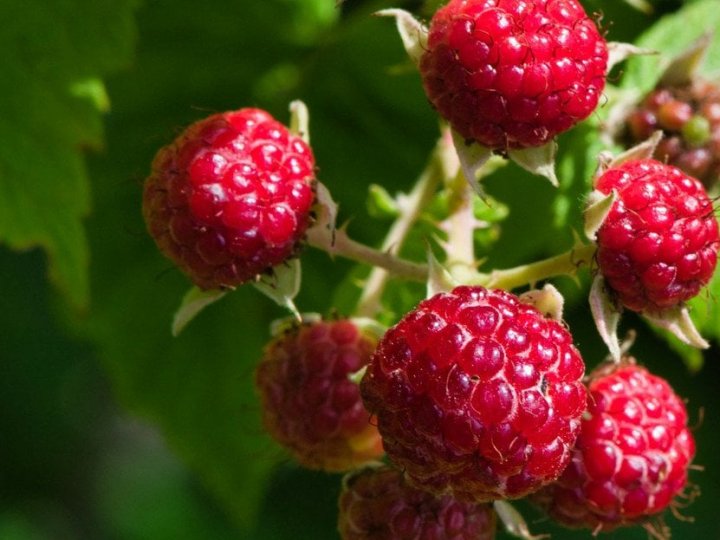 Ось що потрібно зробити з кущами малини восени, щоб наступного року був щедрий урожай