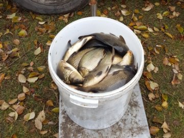 У волинське водосховище випустили 359 кілограмів риби