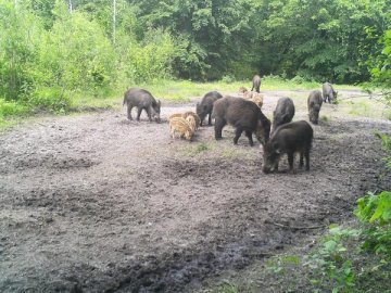 У лісі на Волині «впіймали» диких кабанів 