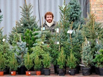 Про інтернет без світла і купівлю ялинок онлайн: добрі новини від ВолиньPost за 30 листопада 