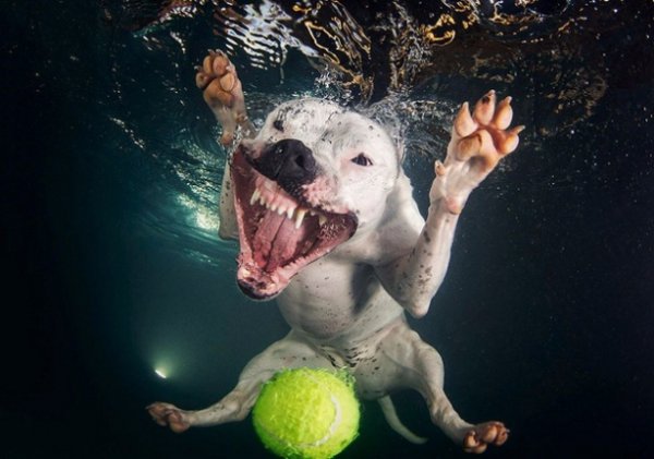 Сет Кастіл і його підводна армія. ФОТО