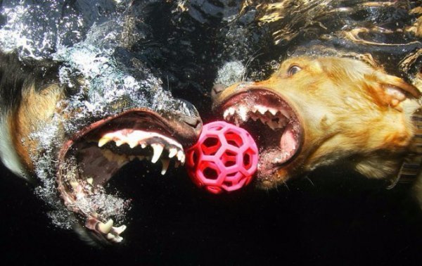 Сет Кастіл і його підводна армія. ФОТО