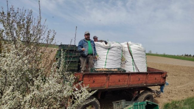 На Волині садять картоплю від волонтерів з Франції. ФОТО. ВІДЕО