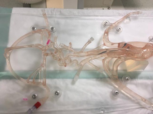 Луцькі лікарі вчилися робити складні операції на головному мозку. ФОТО